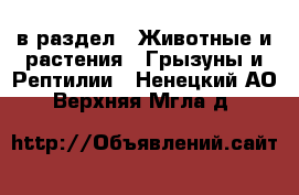  в раздел : Животные и растения » Грызуны и Рептилии . Ненецкий АО,Верхняя Мгла д.